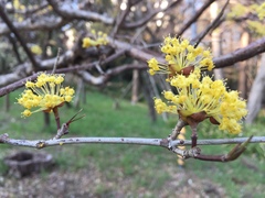 Cornus officinalis