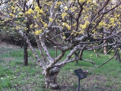 Cornus officinalis