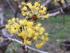 Cornus officinalis