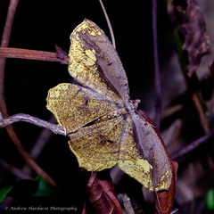 Pareumelea eugeniata
