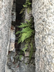 Cystopteris fragilis