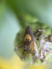 Dichrorampha alpinana