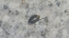 Macroscytus fraterculus