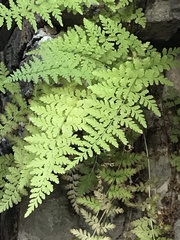 Cystopteris fragilis