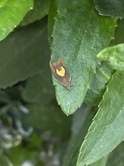 Dichrorampha alpinana