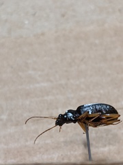 Chlaenius canariensis