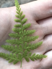 Cystopteris fragilis