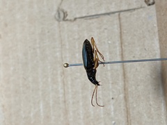 Chlaenius canariensis