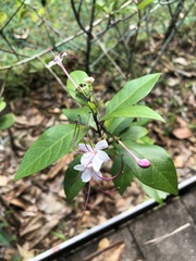 Ajugoideae