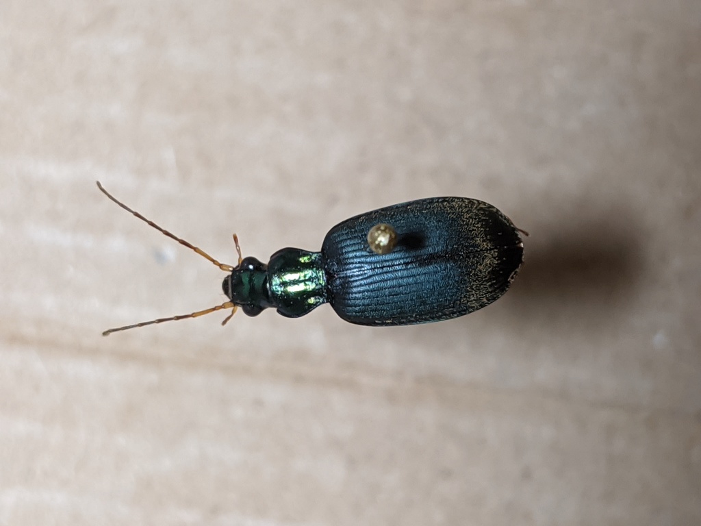 Chlaenius canariensis