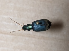 Chlaenius canariensis