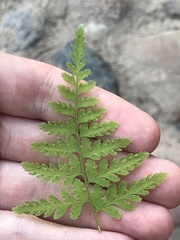 Cystopteris fragilis