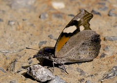 Libytheana motya