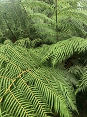 Sphaeropteris lepifera