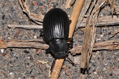 Heterotarsus