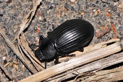 Heterotarsus