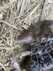 Sorex trowbridgii