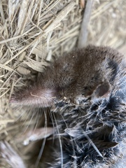 Sorex trowbridgii