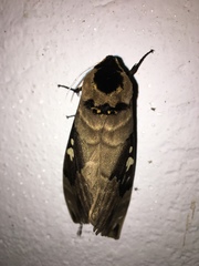 Lophostethus dumolinii