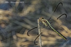 Libellula axilena