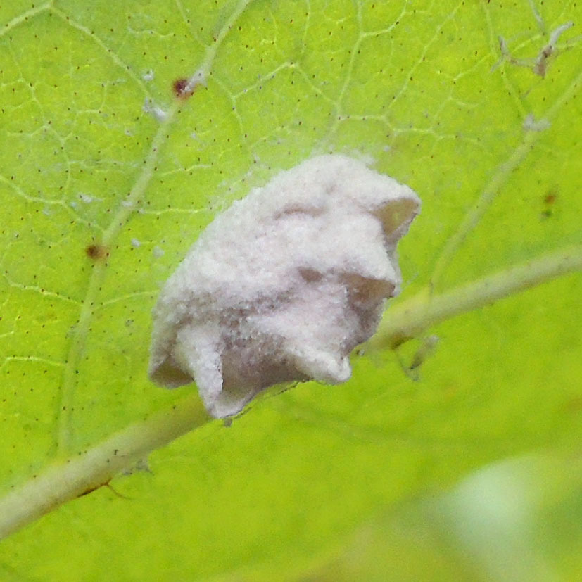 Planthopper Parasite Moth