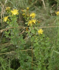 Hypericum maculatum