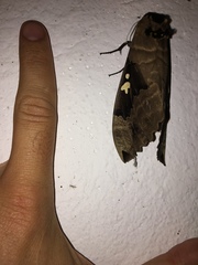 Lophostethus dumolinii