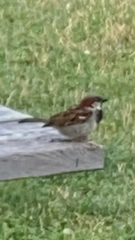 Passer domesticus
