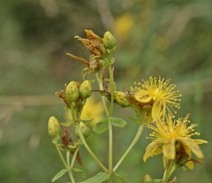 Hypericum maculatum