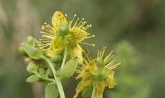 Hypericum maculatum
