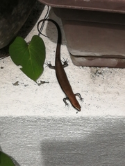 Marisora aquilonaria