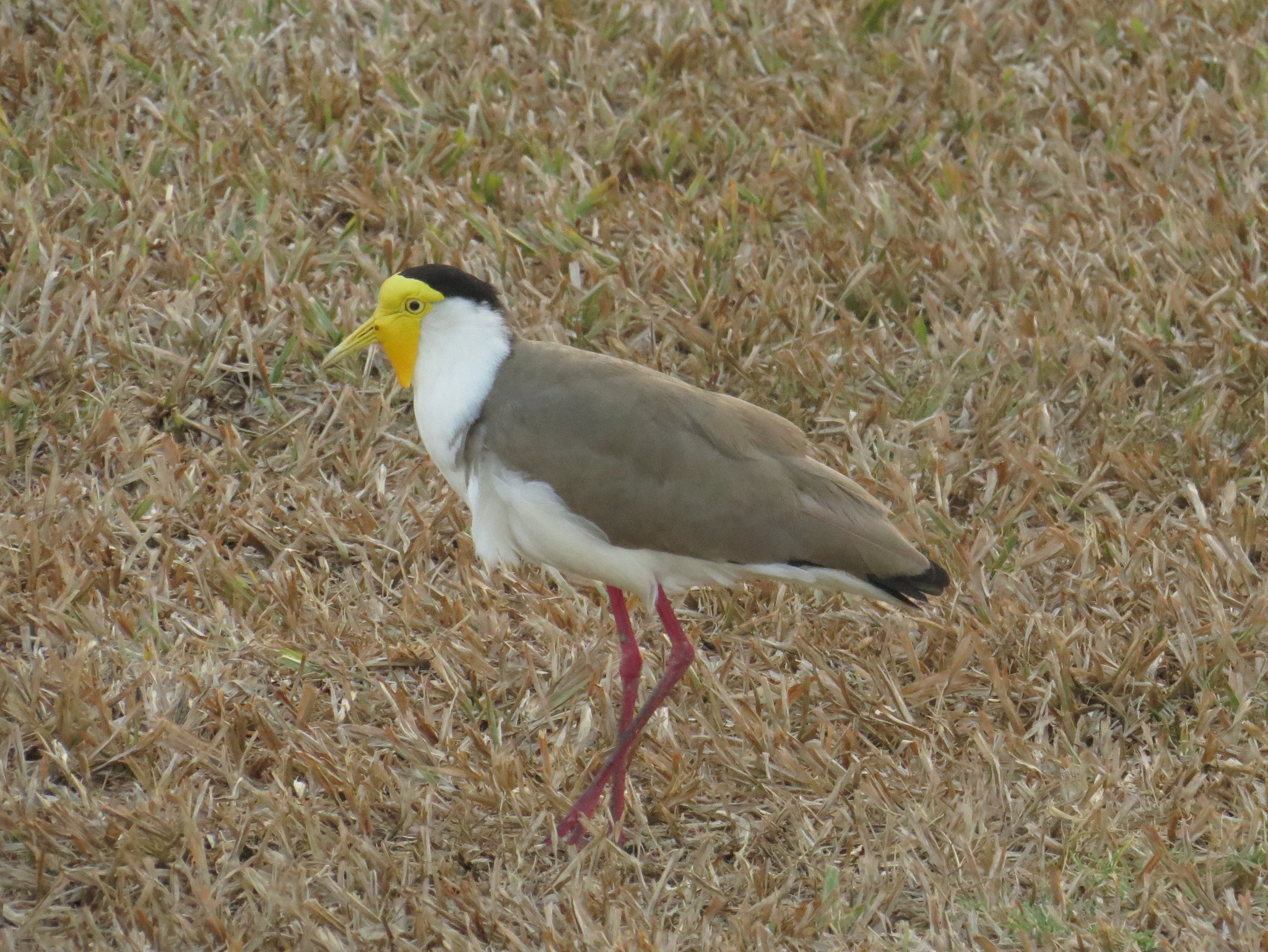 Masked Lapwing