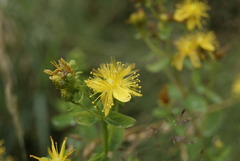 Hypericum maculatum