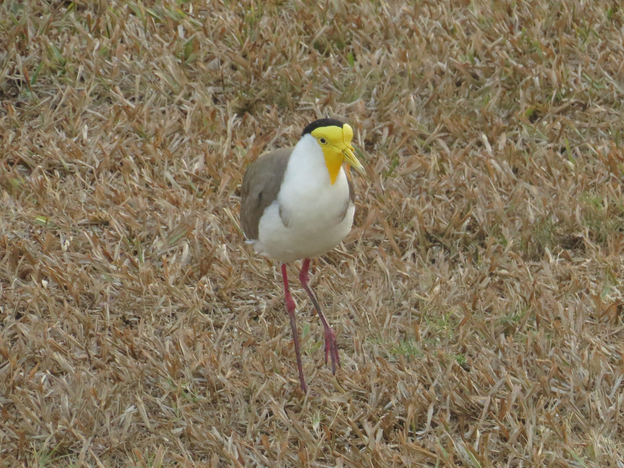 Masked Lapwing