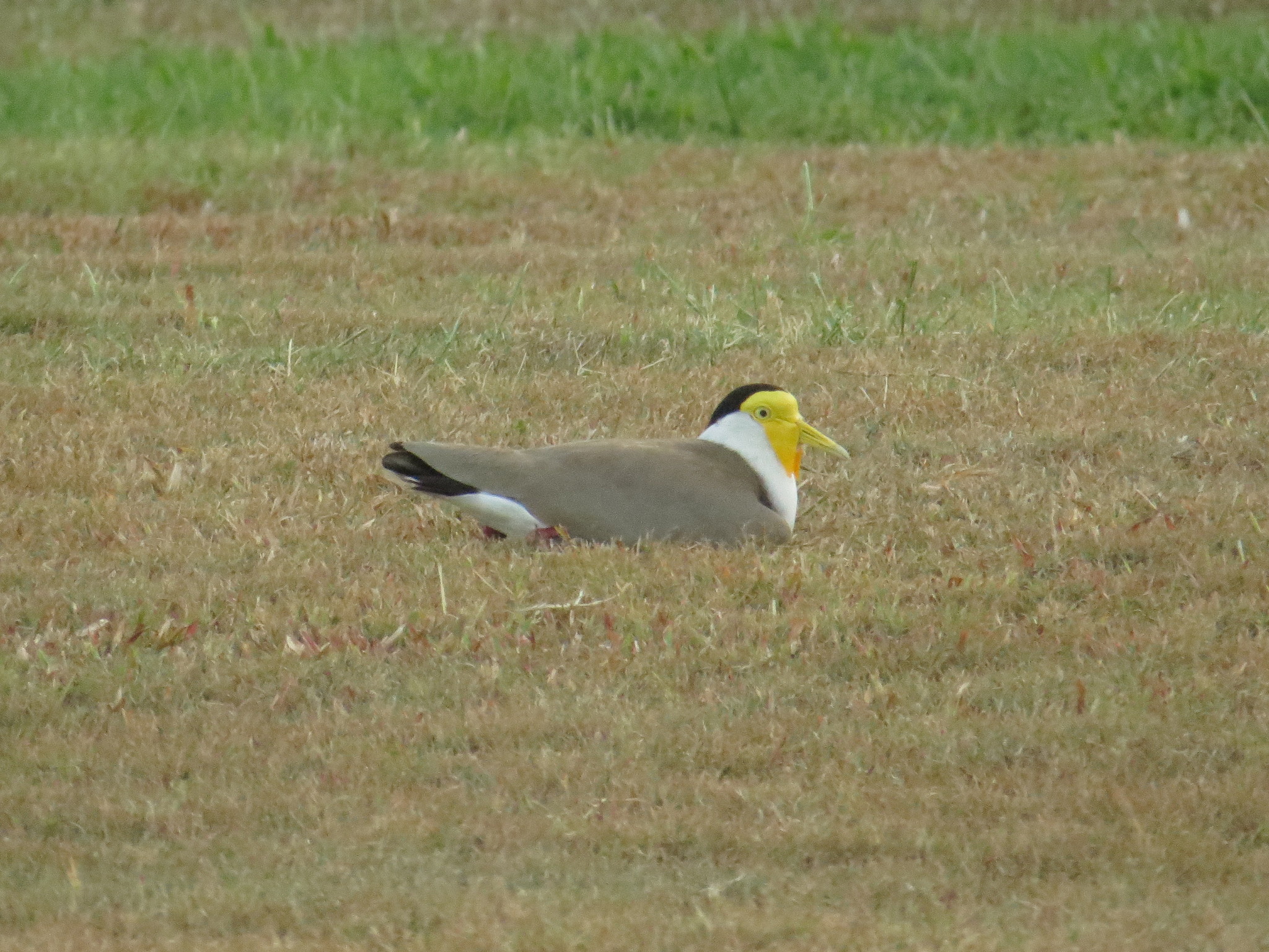 Masked Lapwing