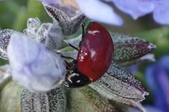 Cycloneda sanguinea