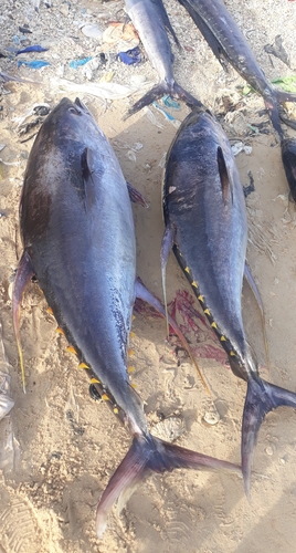 Yellowfin Tuna