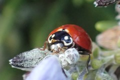 Cycloneda sanguinea