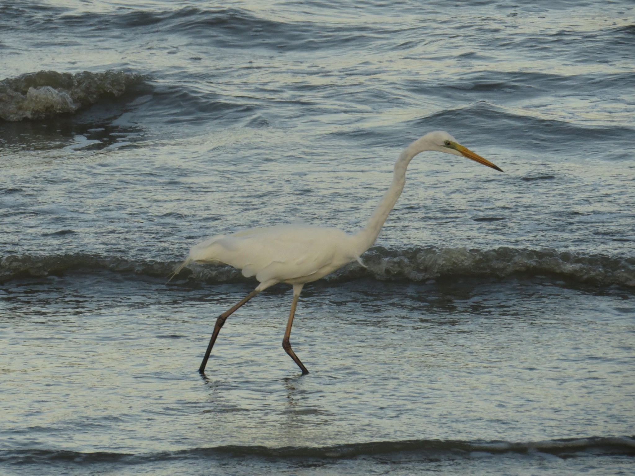 Great Egret