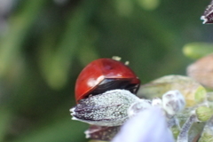 Cycloneda sanguinea