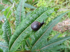Trochulus striolatus