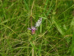 Melanargia