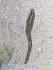 Hirudo nipponia