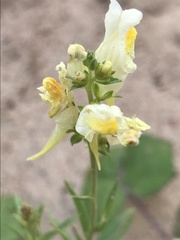 Linaria vulgaris
