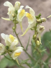 Linaria vulgaris