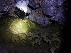 Rana uenoi