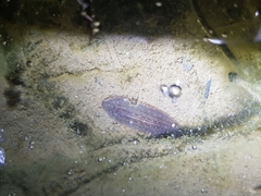 Whitmania pigra