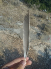 Garrulus glandarius graecus