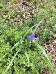 Tradescantia bracteata