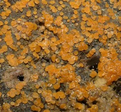 Orbilia xanthostigma